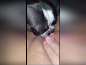 Untamed Animalistic Pleasures