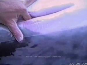 Female Dolphin Masturbating