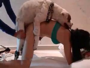 Bitch Hardcore Fucked by a Dog in Doggy Style