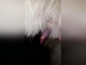 Sexvideo mit einem Golden Retriever