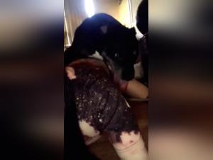 Amateur woman and her dog in a bestiality scene