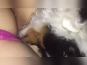 Bestiality sex video: naughty dog   and young girl