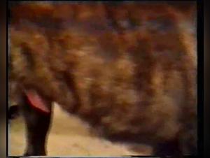 lesbiennes amateurs baise chien nostalgique