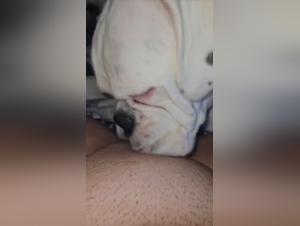Tier Porno: Bestialitylovers - Zoo skool - sexy Chienne