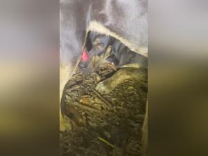 baise chien féline cum explosive