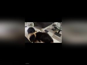 Hund fickt und leckt pt3