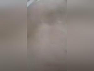 Wild Girl Dog Fuck