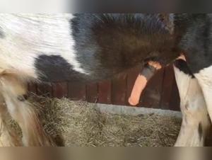 Excited Horse in the Stable: Intense Bestiality Video