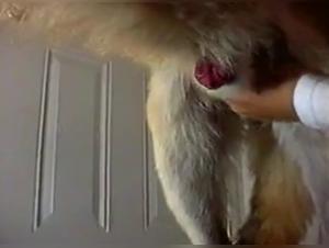 Forbidden Meeting: Woman and Dog