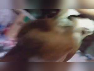 Bestiality: a Brazilian woman and a dog (part 2)