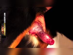 Forbidden Meeting: Man and Dog