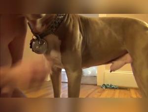 Zoophilia Movies: Discover the Best with Dirty Dog Links Video