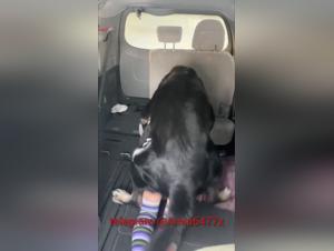 Hot Girl Dogging on Bus