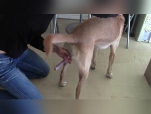 meet julie and her dog