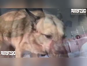 Who's on the Loose in the Zoo? Sexy and Pornographic Scenes of Whores and Dogs