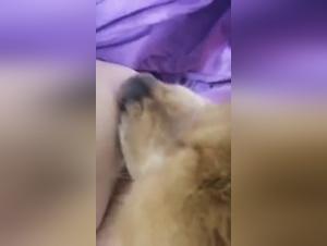 Submissive woman and dog in a zoophilia video