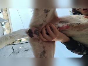 sexo canino k9girllzz, Moonliek9 revelado