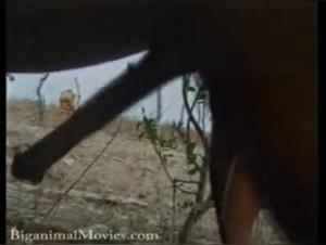 Horse Sex Videos