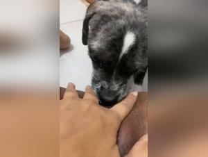 fiancée animal désir interdit