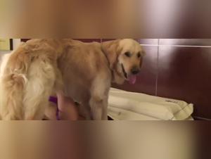  Porno animal sensual extreme: The hot girl fucks the dog for amazing sensations