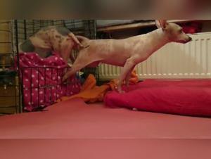 Unveiling Taboo Desires