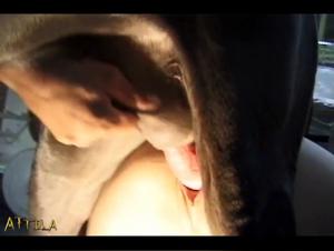 Extreme Porno Video of a Dog Sucking a Prostitute or Woman