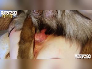 Bestiality sex video: a woman and her dog