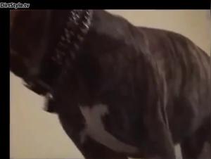 Japan Girl Fucks 2 Dogs Anal Hardcore