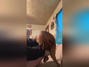 Woman and her dog: a shocking zoophilia video