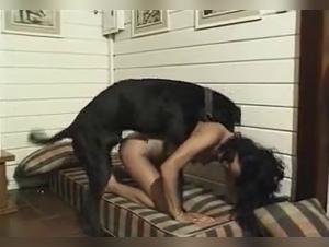 Dog Ramps Milly