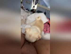 Canine Tongue: A Bestial Encounter