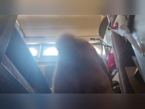 Woman and dog: a bestial sex video