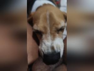 Bitch licks my dog's dick: My adorable puppy gets his asshole screwed