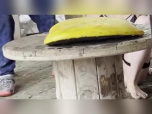 Bestiality sex videos with horses