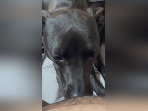 baise canine extrême sapna
