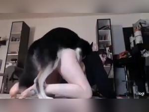 The new bestiality zoo: sex videos with dogs and wild animals