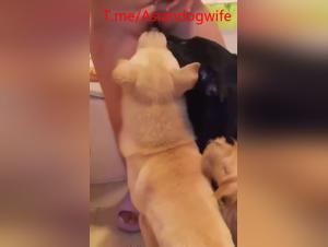 bestialité asiatique brute