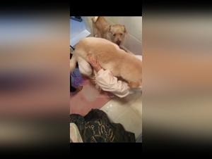 délices chinoises : chien et adolescentes