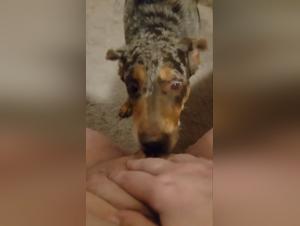 Zoophilia video: A bestial sexual experience