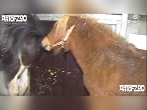 Bestial Encounter: An Extreme Sexual Experience