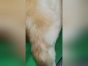 Extreme Zoophilie-Videos - Atemberaubende Tiersex-Clips