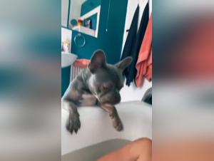 Forbidden Desires: Canine