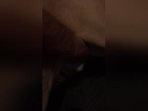 Exciting Sexual Encounter: Man and Dog