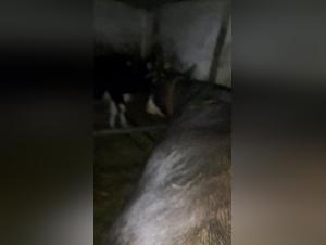 Entraînement De Vaches : Délices Bestiaux Immoraux