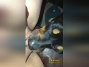 doggystyle frenzy: bitch licks her dog