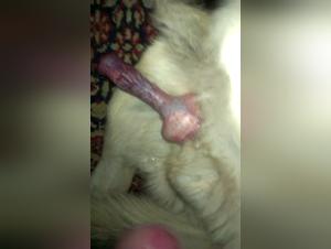 Zoophilia video with a German Shepherd