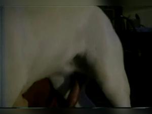 Tori Dog Love: Extreme Animal Sex