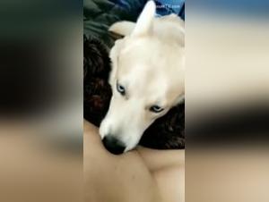 Intimate Video: Man and Dog