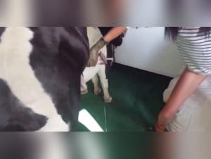 Best Zoophilia Videos of the Season: Girls and Dogs in Flowers