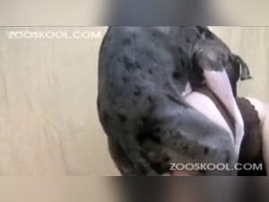 Milf and dog: a bestial encounter